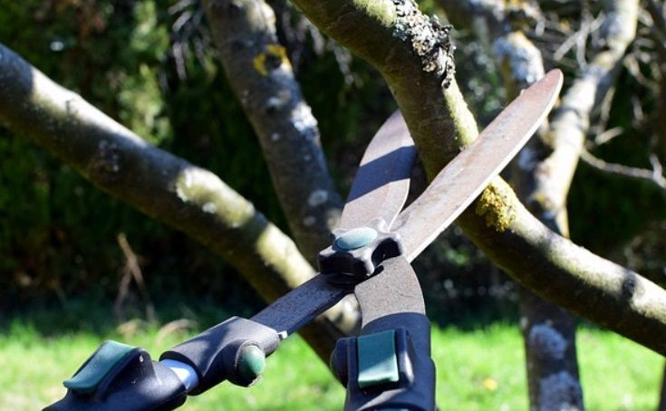 Şubat ayı girmeden budanması gereken 5 ağaç ve bitki! Daha iyi büyüyecekler - Resim: 2