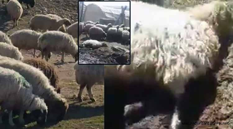 Otlatma yasağı: Asker zoruyla hayvanlar toplanıyor, sahiplerine ceza makbuzu kesiliyor - Resim : 1
