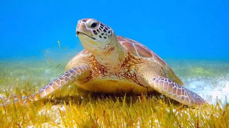 Akdeniz'de rekor sıcaklık: Caretta caretta yavrularının yüzde 90'ı dişi çıktı - Resim: 6