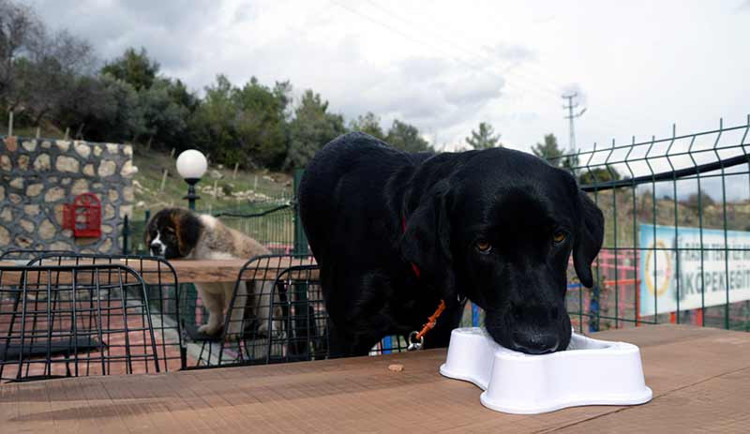 Köpekler için özel kafe açıldı - Resim : 1