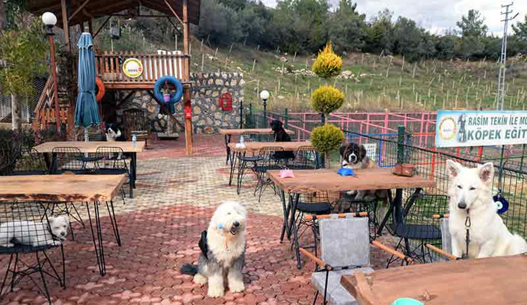 Köpekler için özel kafe açıldı - Resim : 3