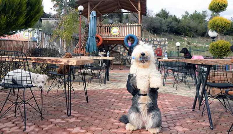 Köpekler için özel kafe açıldı - Resim : 2