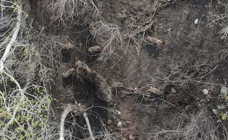 Munzur Çayı yükselince yaban domuzu ve 7 yavrusu oluşan adacıkta mahsur kaldı - Resim : 2