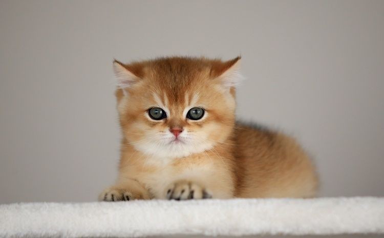 Kedileri huzursuz eden 5 şey! Birçok kedi sahibi bilmiyordu - Resim: 2