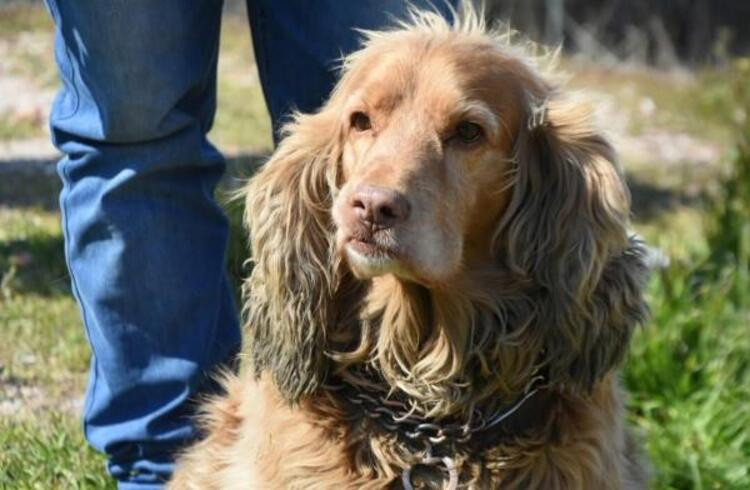 Köpek Mex, hurdacı dostu enkaz altından çıkana kadar başında bekledi - Resim : 2