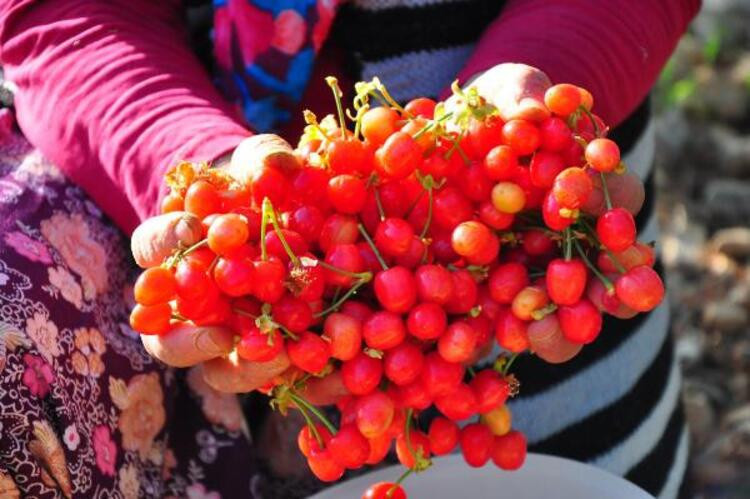 Manisa'da 1 kilo kiraz 700 TL'ye satıldı, vali ve belediye başkanı da törene katıldı - Resim : 1