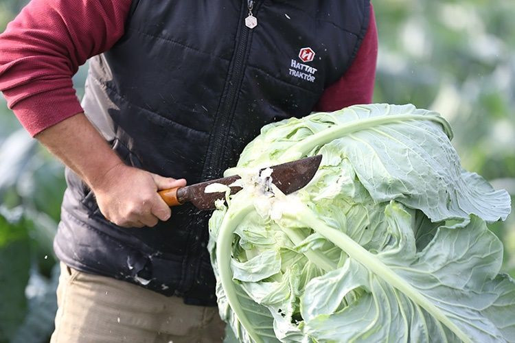 Uzun ömrün sebzesiymiş: Boşuna uzmanlar herkese önermiyor - Resim: 3