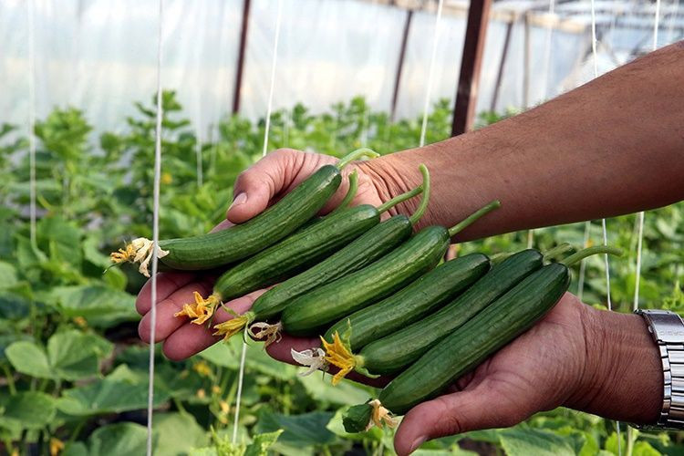 Salatalık kabukları neden çöpe atılmamalı? 5 müthiş faydası - Resim: 4