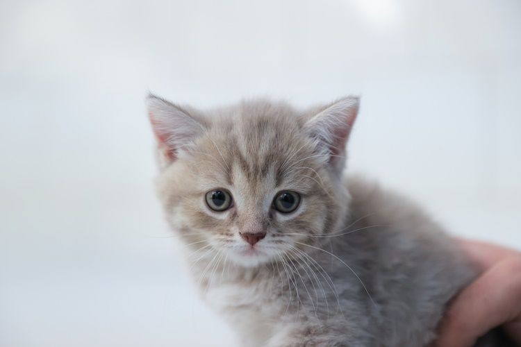 Kedileri huzursuz eden 5 şey! Birçok kedi sahibi bilmiyordu - Resim: 3