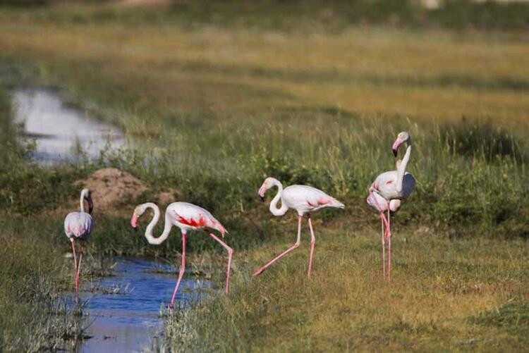 Tuz Gölü'nde yakalanıp satmak için otobüs bagajına konulan 26 flamingo öldü - Resim : 2
