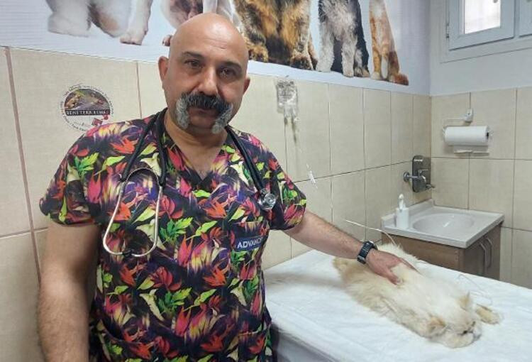 Evcil hayvanlarda 'böcek ısırması ve sokma' uyarısı: Ölümle sonuçlanabilir - Resim : 2