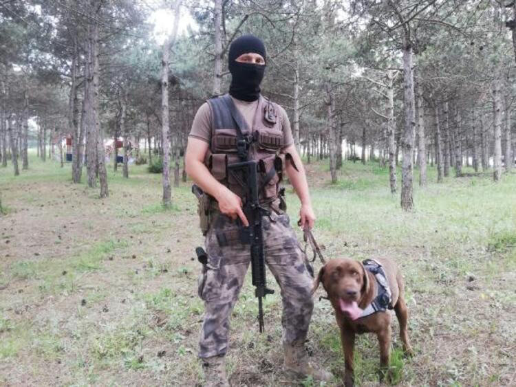 Aman ormancı, canım ormancı, darbe yapma yaman ormancı... - Resim : 2