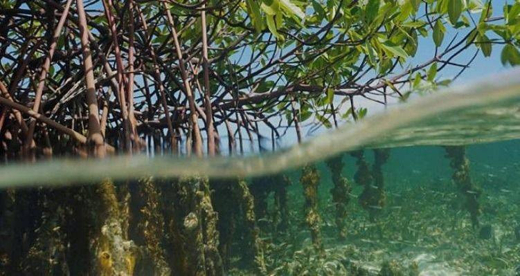 Bolluktan yok oluşa: WWF'e göre yaban hayatı popülasyonu yüzde 69 azaldı - Resim: 2