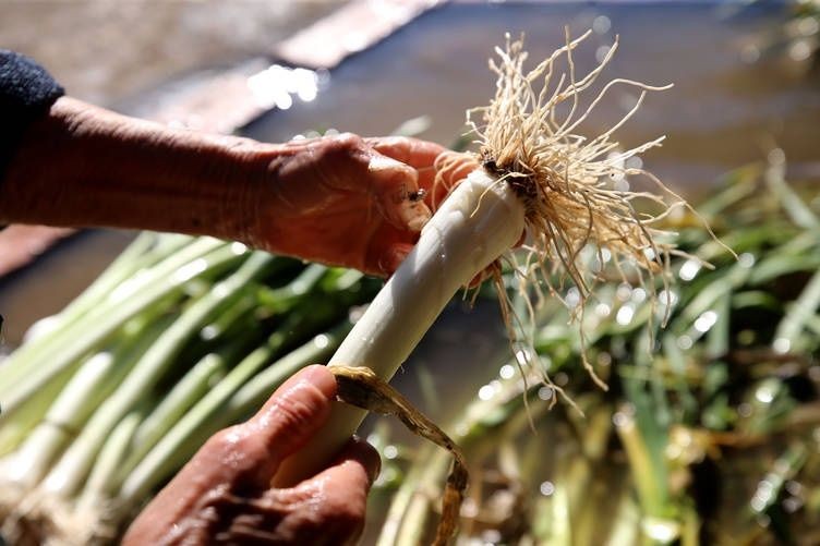 Pırasayı daha lezzetli hale getiren tüyo: Şeflerin hazırlama taktiği - Resim: 2