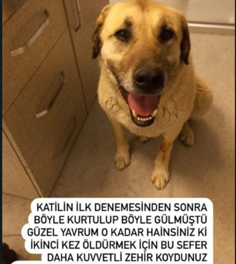 4 gün arayla ikinci kez aynı bölgede zehirlenen köpeğin yaşam savaşı sürüyor - Resim : 1