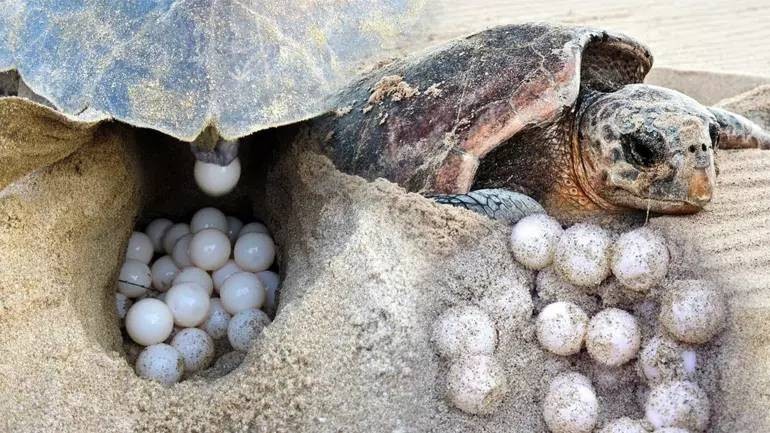 Akdeniz'de rekor sıcaklık: Caretta caretta yavrularının yüzde 90'ı dişi çıktı - Resim: 2