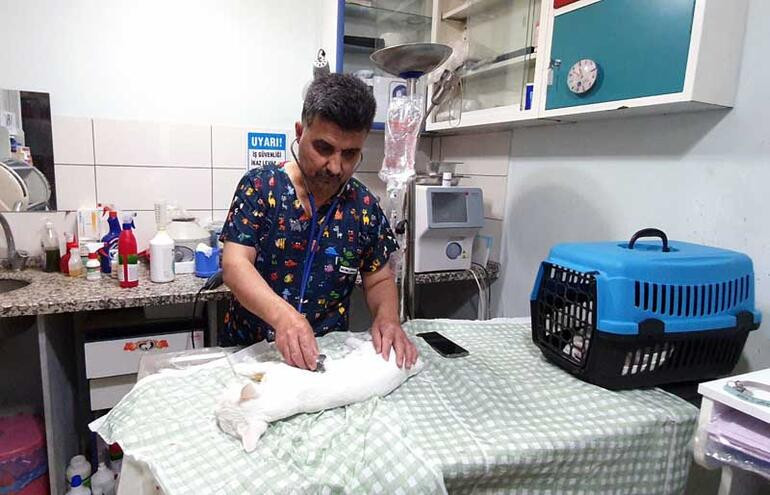 Sahile vuran balıkları yiyen 11 kedi zehirlendi: Yurttaşlardan balıkçılara tepki - Resim : 2