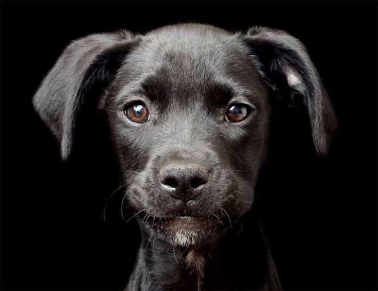 Yılın köpek fotoğrafçılığı yarışması sonuçlandı - Resim: 11