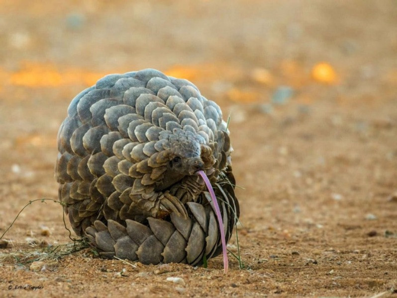 En çok yasa dışı ticareti yapılan hayvan: Pangolin - Resim: 5