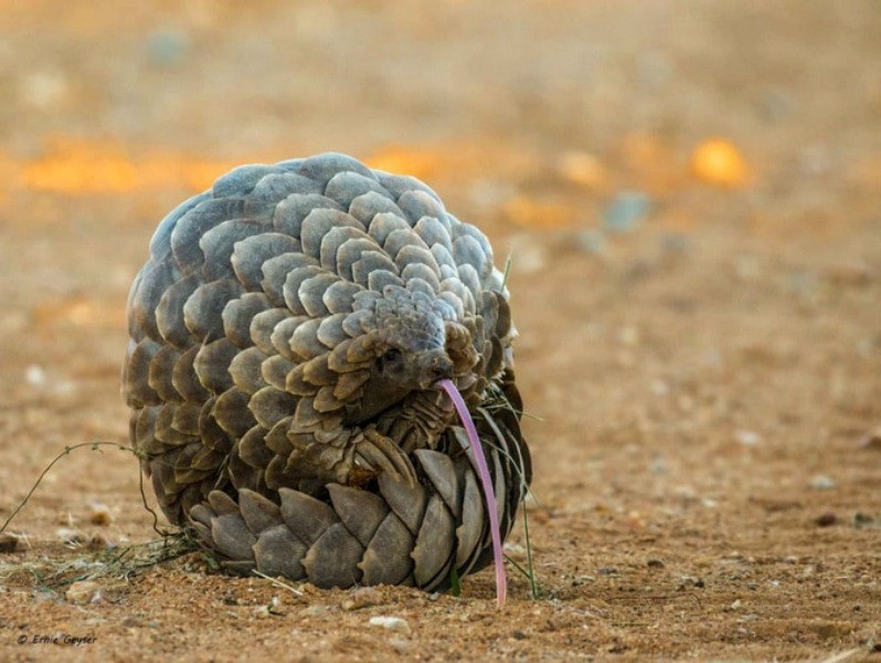 En çok yasa dışı ticareti yapılan hayvan: Pangolin - Resim: 5