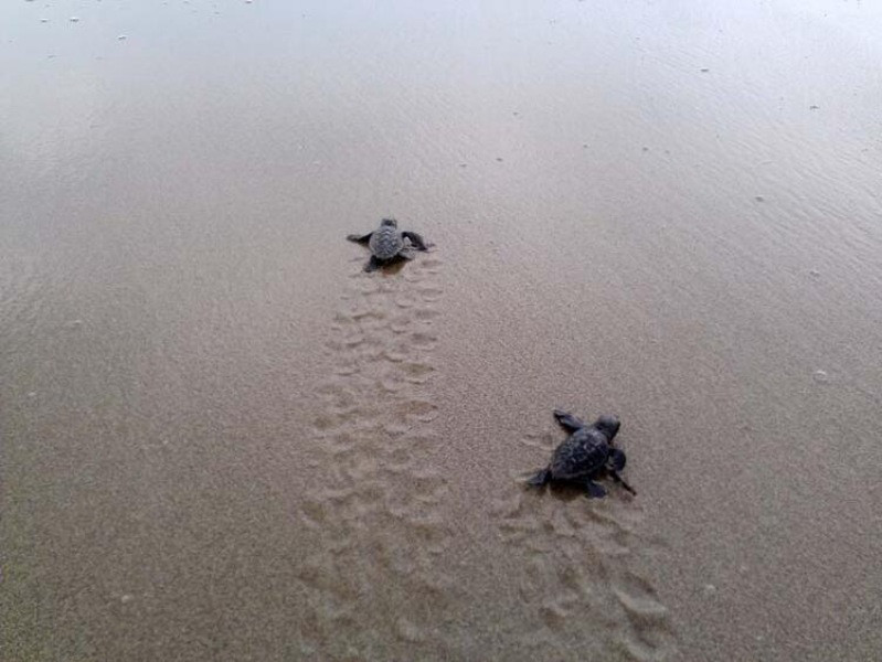 Su sıcaklığı 1 derece düştü, Belek'te caretta caretta yuvaları yüzde 61 azaldı - Resim: 7