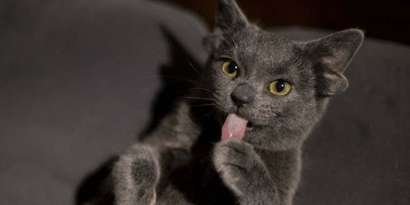 Dört kulaklı kedi Midas, sosyal medya fenomeni oldu - Resim : 1