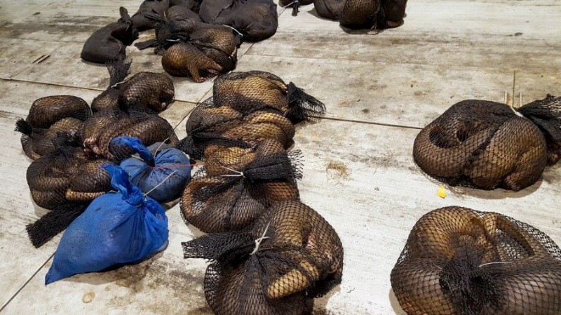 En çok yasa dışı ticareti yapılan hayvan: Pangolin - Resim: 9