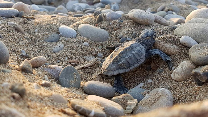 Su sıcaklığı 1 derece düştü, Belek'te caretta caretta yuvaları yüzde 61 azaldı - Resim: 6
