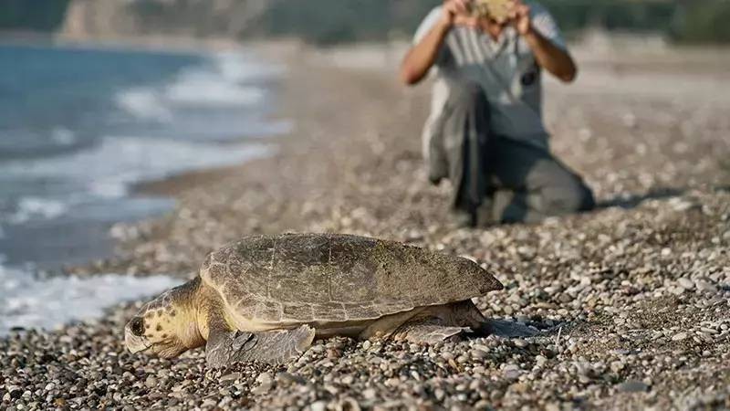 Akdeniz'de rekor sıcaklık: Caretta caretta yavrularının yüzde 90'ı dişi çıktı - Resim: 5