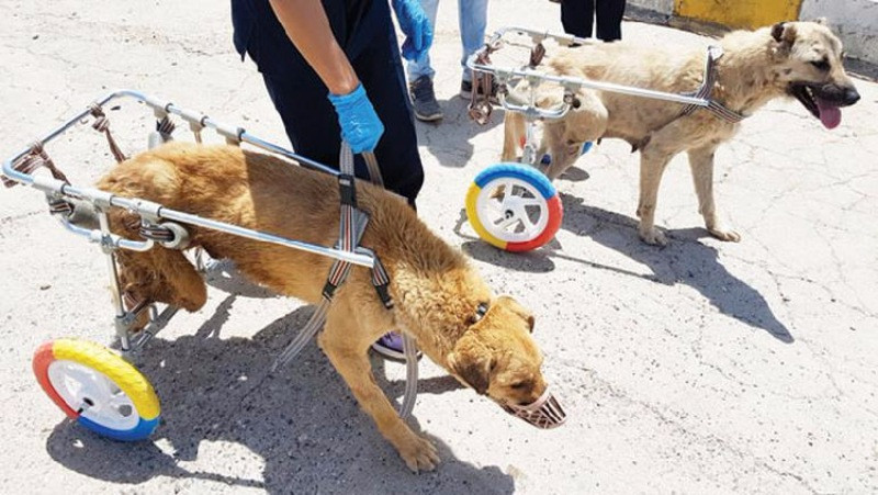 Mardinli gençten hayvanlar için protez tasarımları - Resim: 4