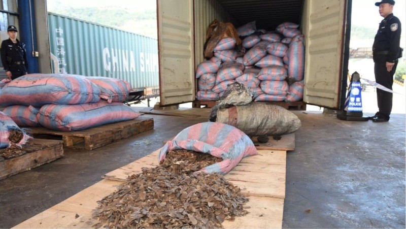 En çok yasa dışı ticareti yapılan hayvan: Pangolin - Resim: 13