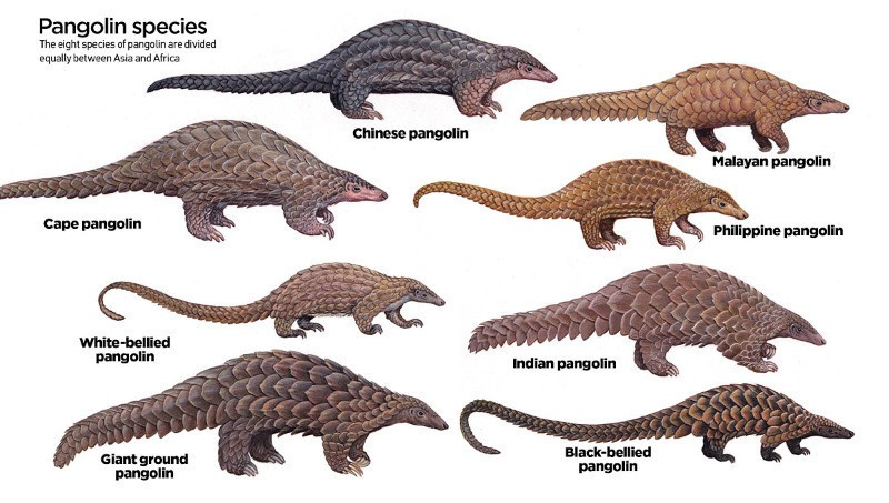 En çok yasa dışı ticareti yapılan hayvan: Pangolin - Resim: 1