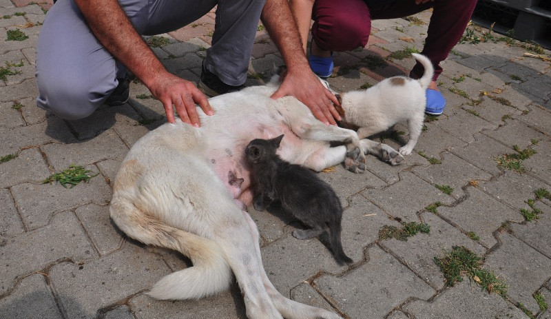 Anne köpek, yavru kedinin süt annesi oldu - Resim: 2