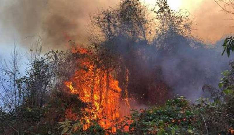 Doğu Karadeniz yanıyor: Dört ilde 23 noktada yangın - Resim : 1