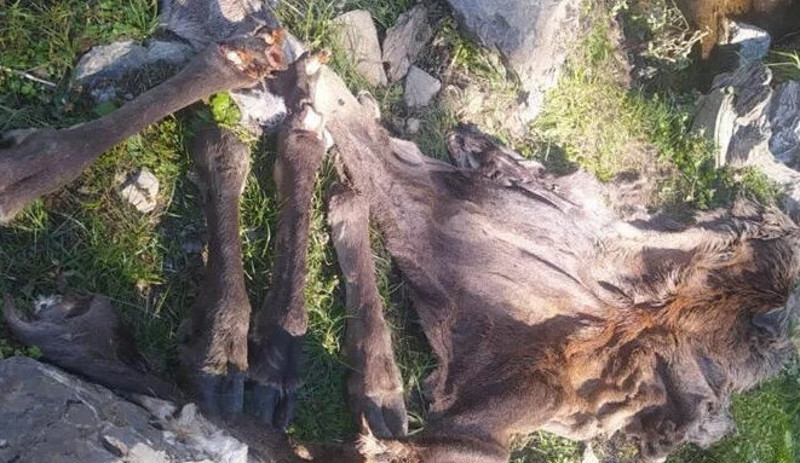 Denizli'de avlanması yasak olan kızıl geyiği vurup derisini yüzdüler - Resim : 1