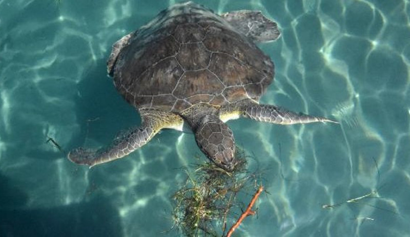 Caretta carettaların 'Coronavirus' özgürlüğü - Resim : 3