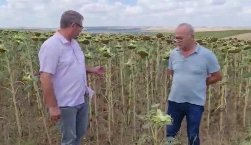 Ayçiçeği üreticileri açıklanan taban fiyatına tepkili: Zayiatımız çok, hükümet sesimizi duysun - Resim : 1