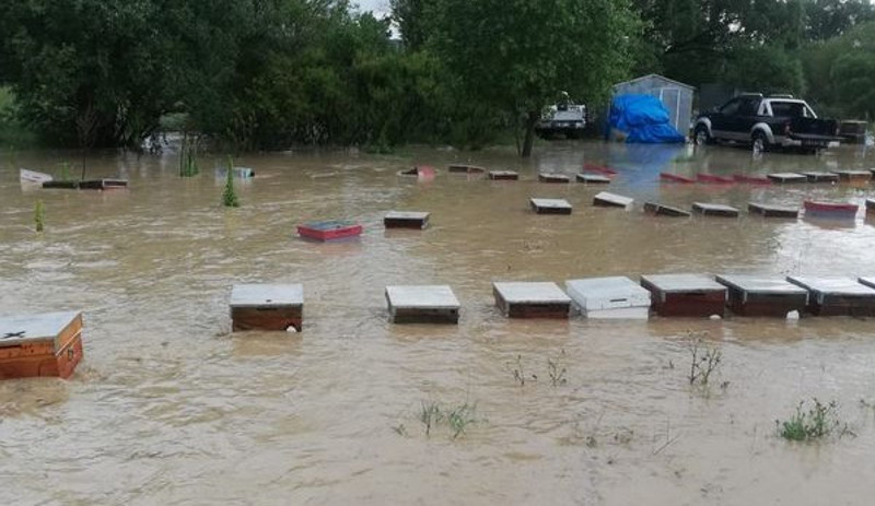 Uşak'ta yağmur nedeniyle dereler taştı, 100 kovan arı öldü - Resim : 1