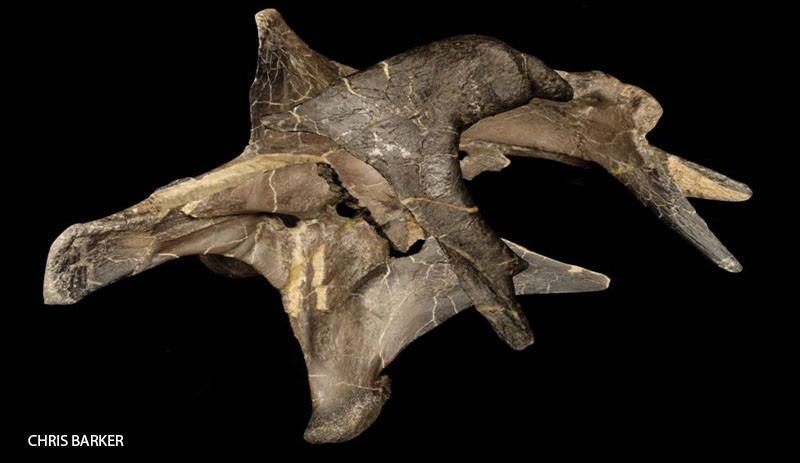 İngiltere’de yeni dinozor türleri bulundu - Resim : 1