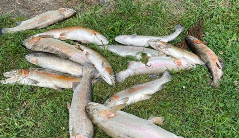 Sapanca'da inşaat atığı karışan derede balık ölümleri - Resim : 2