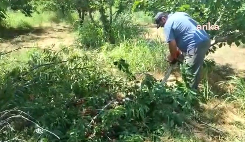 Çiftçi, kiraz fiyatı maliyetini karşılamayınca ağaçlarını kesti - Resim : 1