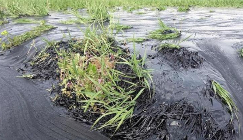 Edirne'de çevreye büyük zarar veren tesisin faaliyetleri durduruldu - Resim : 3