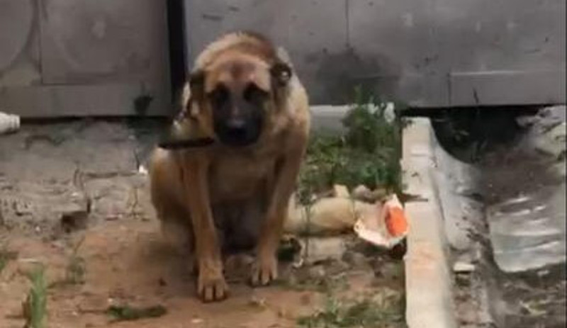 Gençlere biber gazı sıkan bekçiyi ısıran köpek 2 gün gözaltında tutuldu - Resim : 1