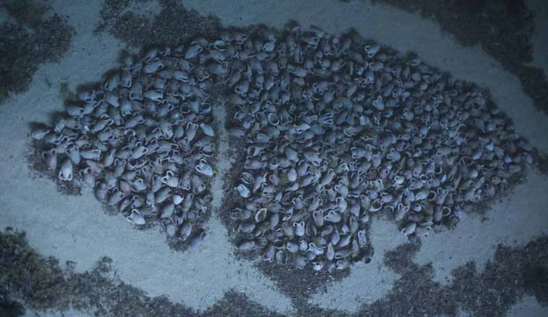 Akdeniz’de 2000 yıllık gemi enkazı keşfedildi - Resim : 1