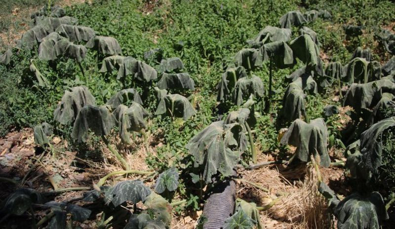 Susuz bırakılan köylülere para ve cezaevi tehdidi - Resim : 2