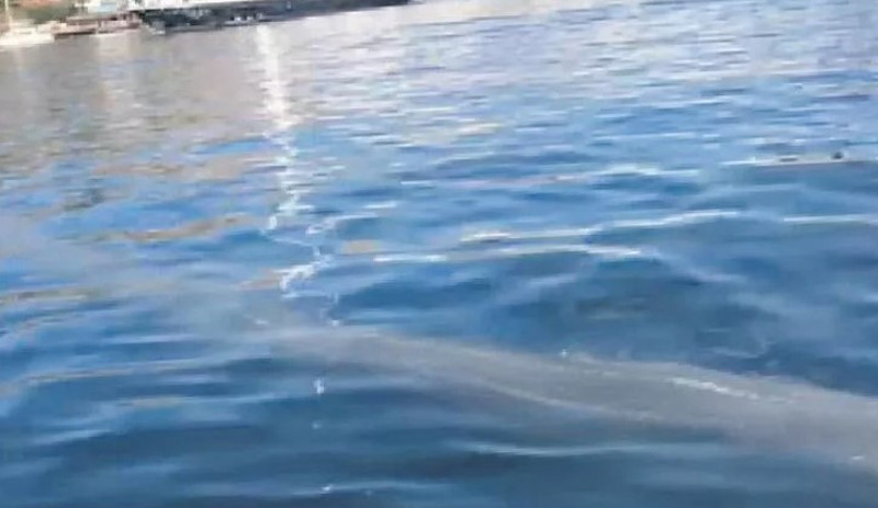 Bodrum için kirlilik uyarısı: Akıbeti Marmara gibi olabilir - Resim : 1