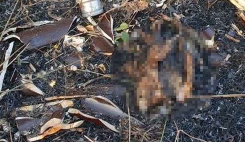 Elektrik akımına kapılan atmaca yangına neden olmuş - Resim : 1