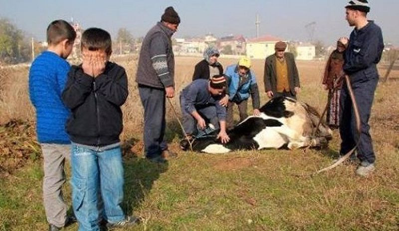 Uzmandan çocuklar için 'kurban' kesimi uyarısı: Bir canlının kesilmesi çocukta travma yaratabilir - Resim : 2
