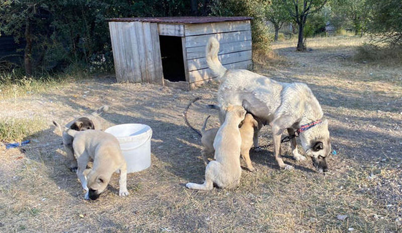 Kangal köpeklerinin yavrularını yemesinin nedeni belli oldu - Resim : 1