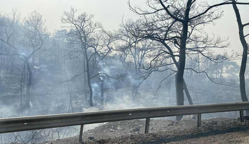Milas yangını 11'inci gününde kontrol altına alındı - Resim : 2